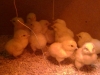 sussex-kyllinger-1-marts-2012